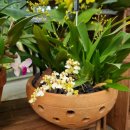 0115 온시디움 Oncidium 이미지