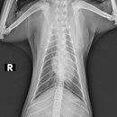 워너비 동물병원 이미지