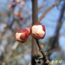 꽃봉우리 이미지