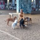 강아지놀이터 이미지