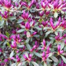 중화솔로몬 이미지