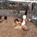 미완성농장 이미지