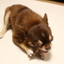 뽀그리 상점 이미지