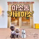 카페하소