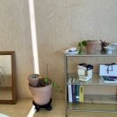 디카프리 완산 이미지