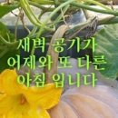 8월 아침인사 모음 이미지