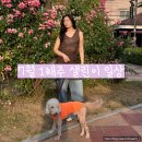 화불닭 | 노느라 바쁜 일상