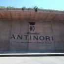 안티노리 이미지