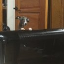 멍스타그램 이미지