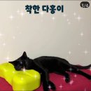 착한 다홍이입니다😸 이미지