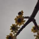 안단테펜션 | 청산도안단테펜션 방문후기:) feat.봄의전령사들