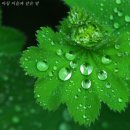 아침이슬 이미지