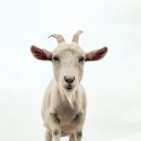 고산흑염소 이미지