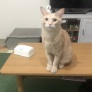 요미야 놀자 이미지