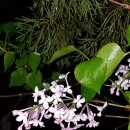 오월의수수꽃다리 이미지