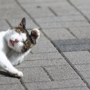 야옹이와 멍멍이 이미지