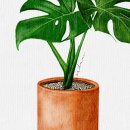 수채화와 디지털 보태니컬 드로잉 이미지