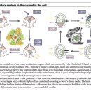 ATP synthase — a marvellous rotary engine of the cell 이미지