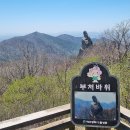 제 434회 정기 산행 경북 대구 비슬산(1084m) 참꽃(진달래)산행(2024.4.20) 이미지