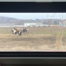 생동목장 이미지