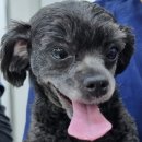 안동동물의료센터 이미지