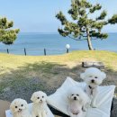 리라동물병원 이미지