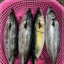 금갈치은고등어 이미지