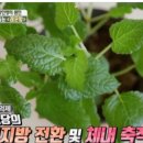 레몬밤