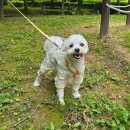 견생 첫 강아지 건강검진 후기 │검진 비용, 병원찾기, 금식, 스케일링, 마취🐕