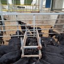 동산흑염소농장 이미지