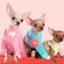 현대애견 이미지