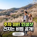 99% 놓치는 광양 매화축제, 이 꿀팁이면 끝!