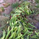 승규농장 이미지