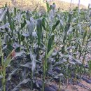 맥심커피믹스 주세요.....쫀득한 강원도 찰옥수수 드릴께요~~~ 이미지