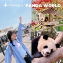 팬더랜드 | 에버랜드 판다월드 예약 현장줄서기 시간 팬더월드 쌍둥이 팬더 래서판다