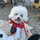 롯데마트 이팝나무 | 청도 벨캠핑장 애견전용캠핑장 두번째 방문후기