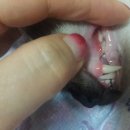 불당동물병원 이미지