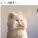 고냥이