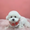 그루머공간 이미지