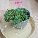 노랑퍼피 이미지