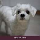 행복튼튼동물병원 네이버블로그