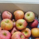 명품과일 | 삼춘네 과일🍎명품 안동 부사 귀한후기🍎