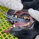 박물관옆동물병원 이미지