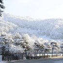 웰리힐리 스키장 이미지