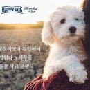해피독 이미지