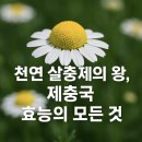 최고농약사 | 천연 살충제의 왕, 제충국 효능의 모든 것