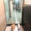 송도멍멍이발소 이미지