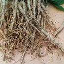 빛고을농장 이미지