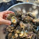 덴트렉스 | 8월 여름휴가 사량도 에서...