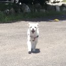 프리티도그 이미지